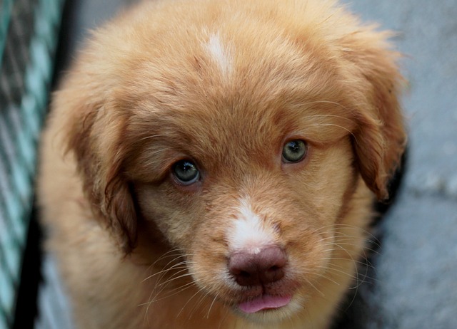 新斯科舍鸭收费猎犬 狗 小狗 - 上的免费照片