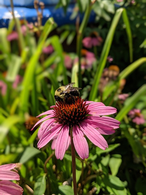 春分 酯 世界地球日 - 上的免费照片