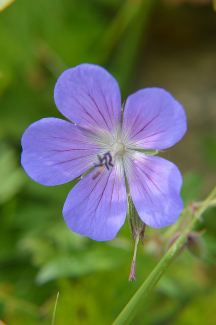 野生Cranesbill 天竺葵 花 - 上的免费照片