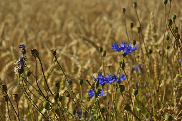 矢车菊 齐恩 野花 - 上的免费照片