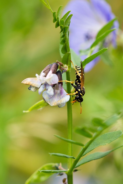 黄蜂 昆虫 自然 - 上的免费照片