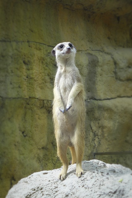 狐獴 動物園 站立 - 上的免费照片