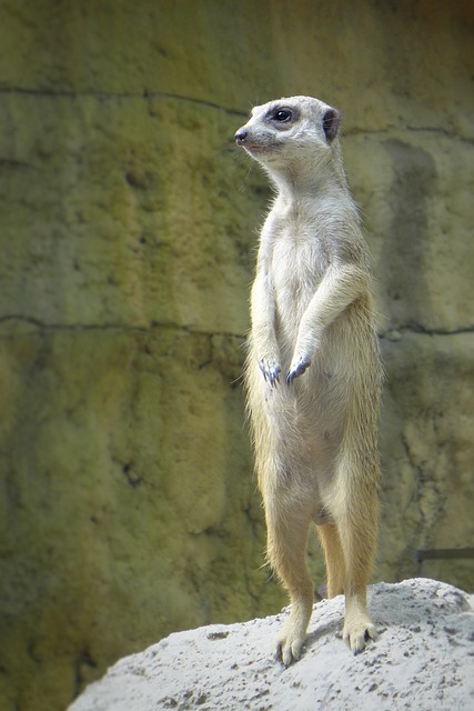 動物園 狐獴 站立 - 上的免费照片