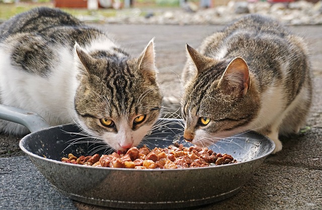 猫 吃 食物 - 上的免费照片