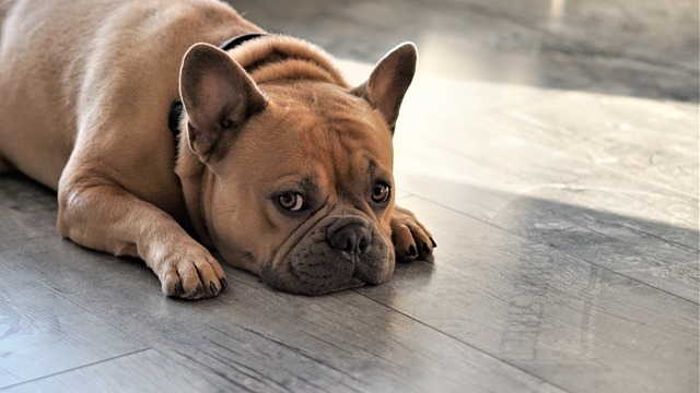 法国斗牛犬 狗 警惕的 - 上的免费照片