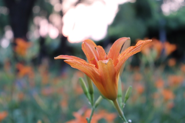 Lily Daylily Forget - 上的免费照片