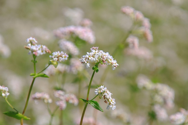 沼泽Bedstraw 白色的 自然 - 上的免费照片