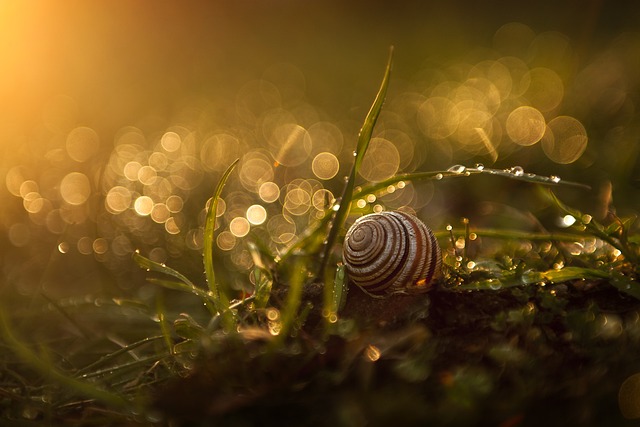 蜗牛 草 日落 - 上的免费照片