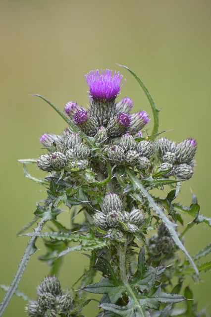 蓟 沼泽-刮蓟 Cirsium Palustre - 上的免费照片