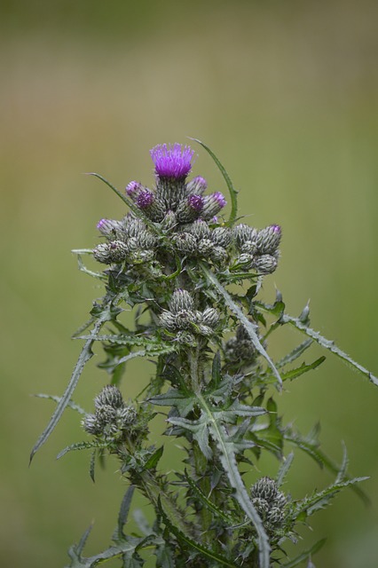 蓟 沼泽-刮蓟 Cirsium Palustre - 上的免费照片