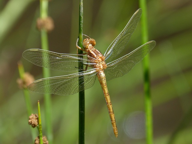金蜻蜓 Sympetrum Meridionale 干 - 上的免费照片