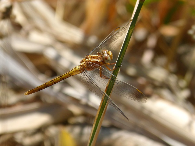 金蜻蜓 Sympetrum Meridionale 干 - 上的免费照片