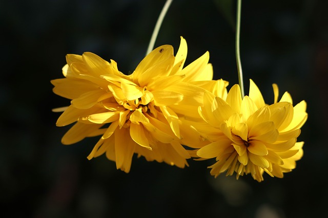 菊花 Chrysanths 花 - 上的免费照片