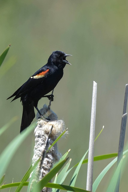 鸟 红翅黑鹂 唱歌 - 上的免费照片