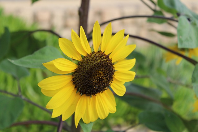 吉拉索尔 花 向日葵 - 上的免费照片