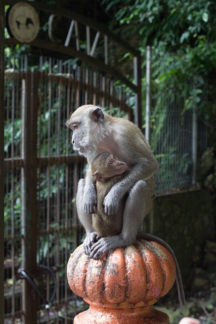 单声道 猴子 母亲 - 上的免费照片