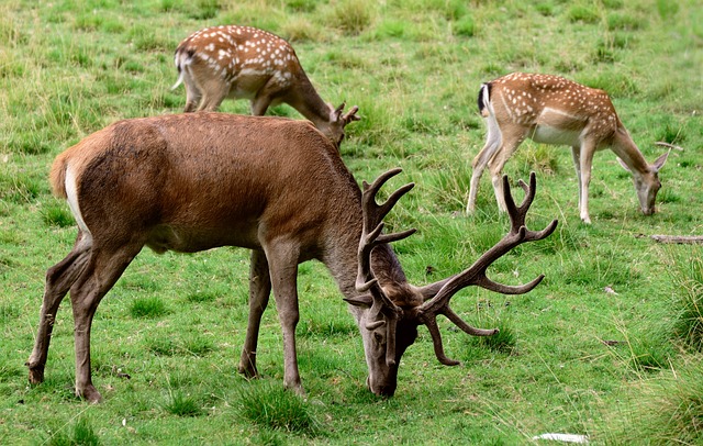 小鹿 鹿 动物 - 上的免费照片