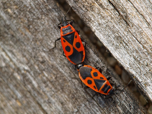 火虫 昆虫 快了 - 上的免费照片