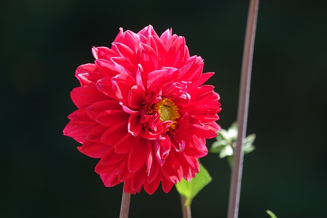 红色的 花 - 上的免费照片