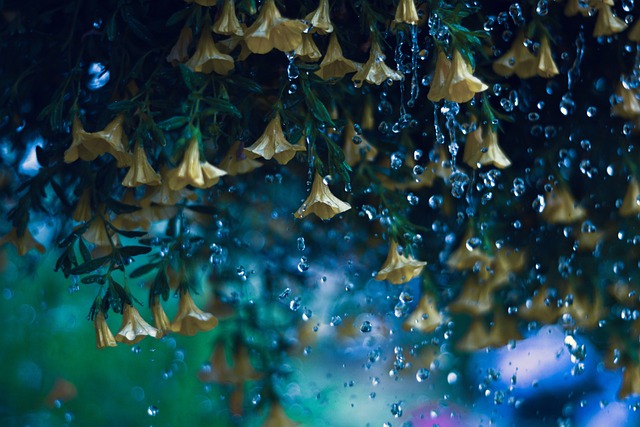 黄色的钟声 花朵 雨滴 - 上的免费照片