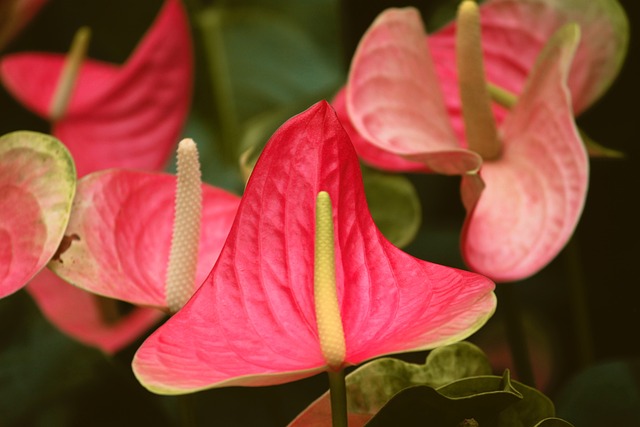 红掌、 红鹳花 红掌 阿鲁姆家族 - 上的免费照片