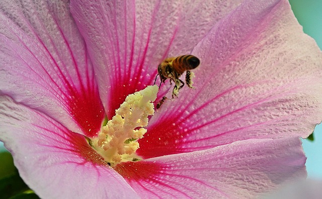 蜜蜂 章木槿花 蝴蝶 - 上的免费照片