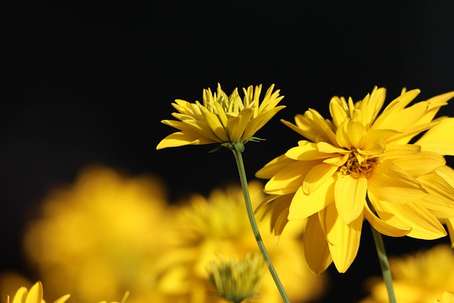 菊花 Chrysanths 花 - 上的免费照片