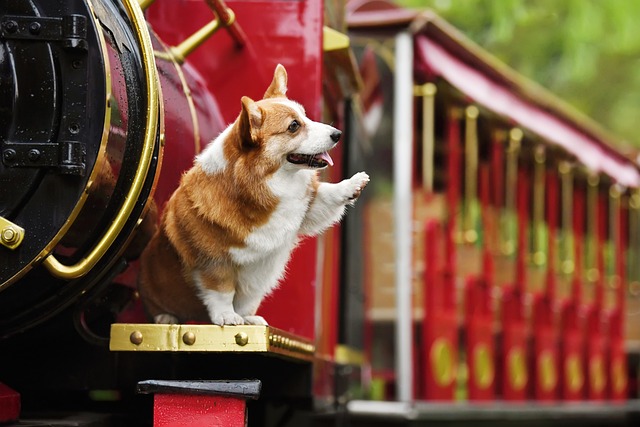 宠物 狗 柯基 - 上的免费照片