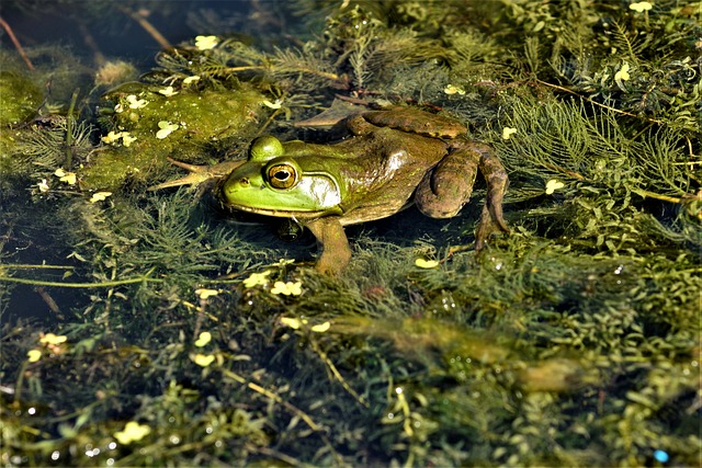 青蛙 牛蛙 打猎 - 上的免费照片