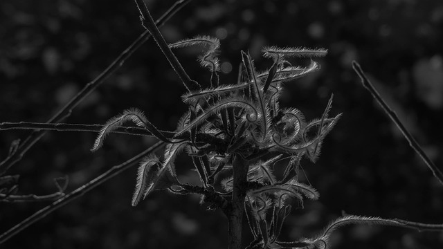 山桃花心木 科罗拉多州 黑和白 - 上的免费照片