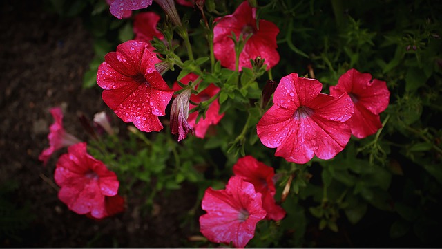 魔铃 矮牵牛 天竺葵 - 上的免费照片