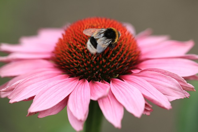 熊蜂 锥花 授粉 - 上的免费照片
