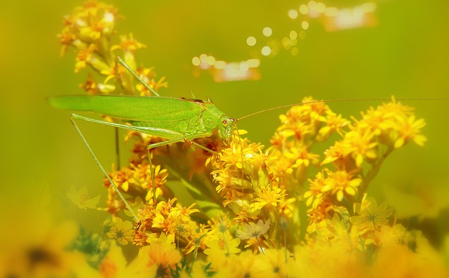 D?ugoskrzydlak Sierposz - 上的免费照片