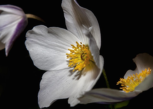 花朵 白色的花 希腊风花 - 上的免费照片