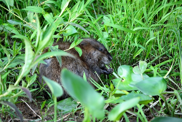 麝鼠 年轻的麝鼠 可爱的 - 上的免费照片