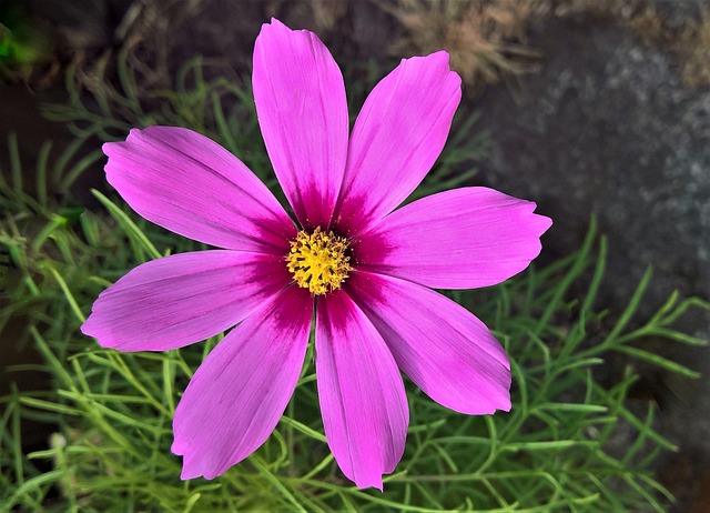 Cosmea 花 花园花 - 上的免费照片