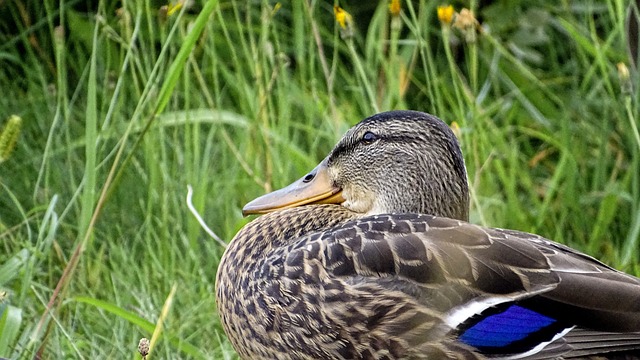 鸭 胸部 水禽 - 上的免费照片