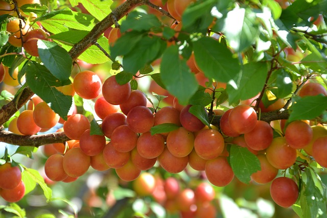 水果 李子 爬-梅 - 上的免费照片