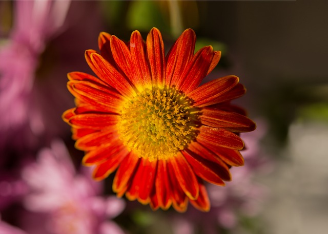 红色菊花 菊花 秋花 - 上的免费照片