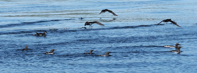 Sheerwater 曼克斯 海鸠 - 上的免费照片