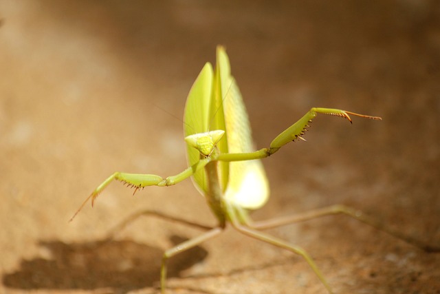 板球 昆虫 绿色 - 上的免费照片