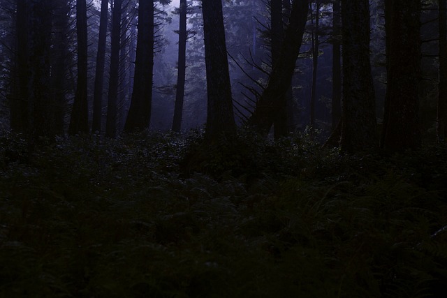 森林 荒野 夜晚 - 上的免费照片
