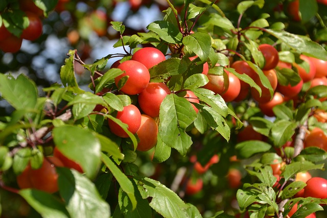 水果 李子 爬-梅 - 上的免费照片