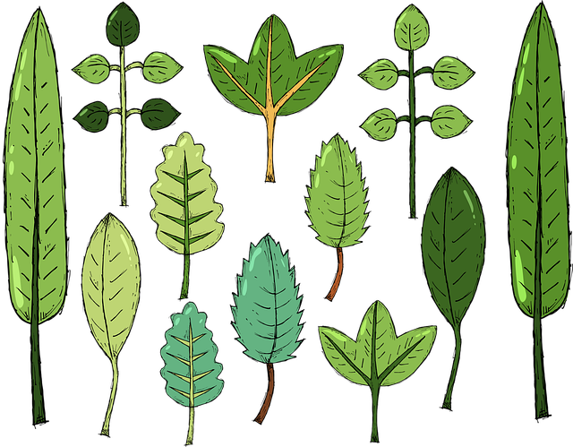树叶 叶子 画画 - 免费矢量图形