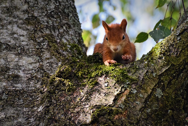 松鼠 啮齿动物 可爱的 - 上的免费照片