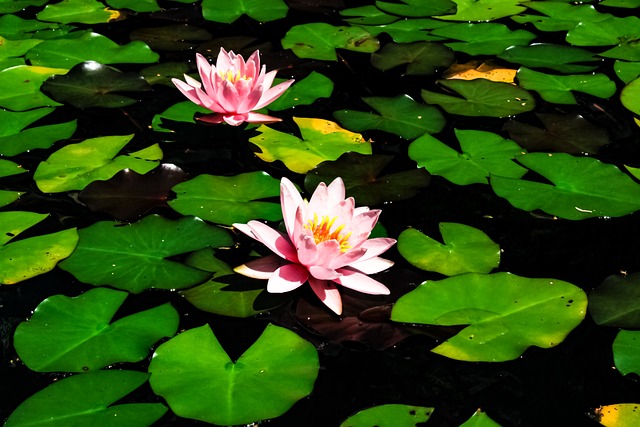 水Orchide 水 自然 - 上的免费照片