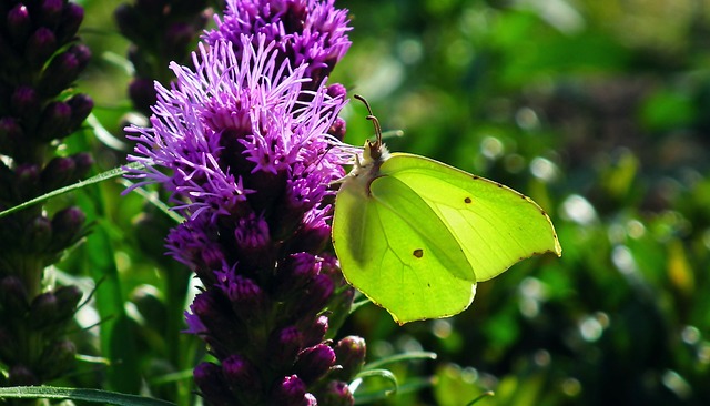 蝴蝶 昆虫 花 Latria - 上的免费照片