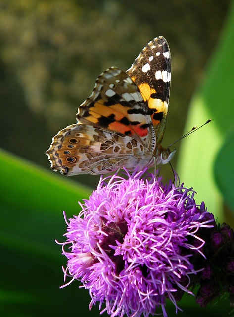 蝴蝶 昆虫 Latria K?osowa - 上的免费照片