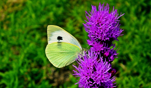 蝴蝶 昆虫 性质 - 上的免费照片