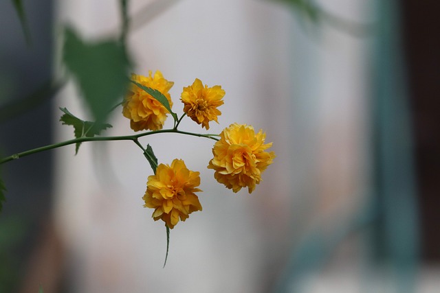 菊花 Chrysanths 花 - 上的免费照片